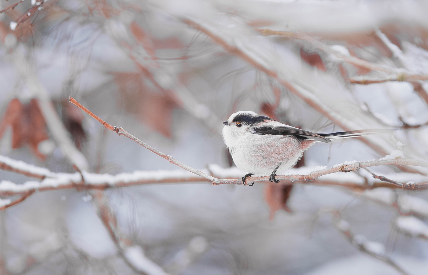 Manon Knasko Photographies